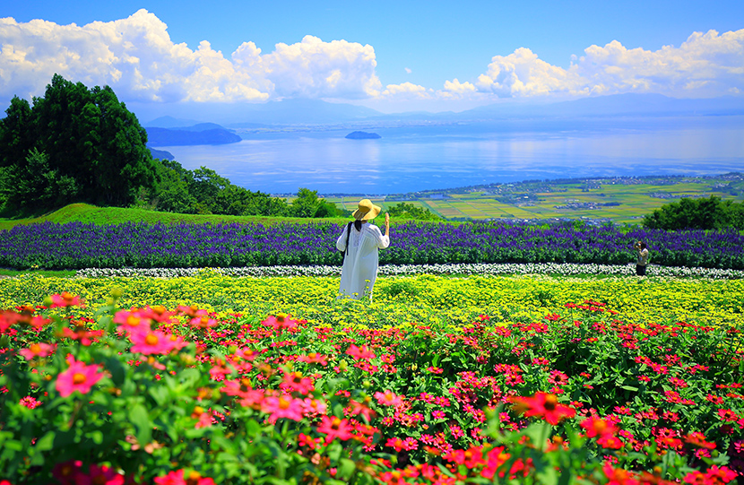 花の情報 びわこ箱館山