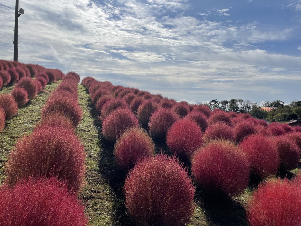 コキア紅葉
