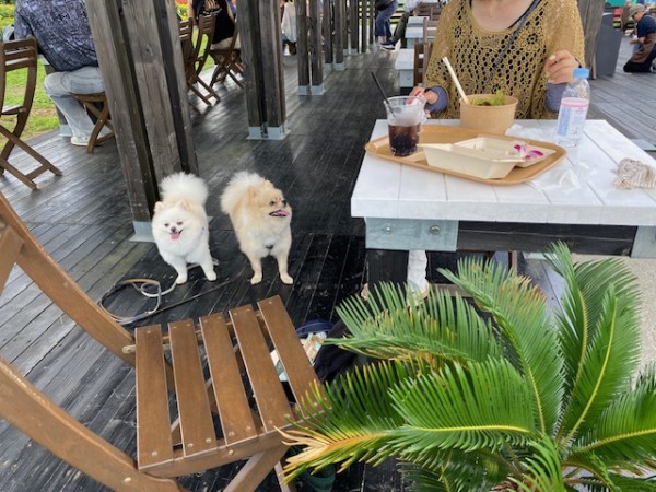 花カフェで休憩